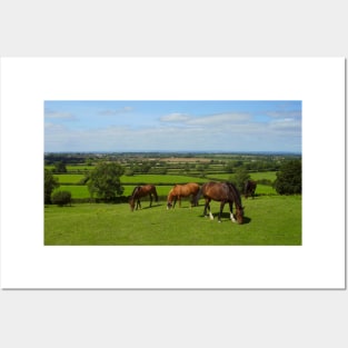 Horses grazing in the Cotswolds Posters and Art